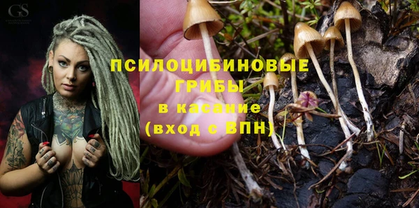 шишки Коряжма